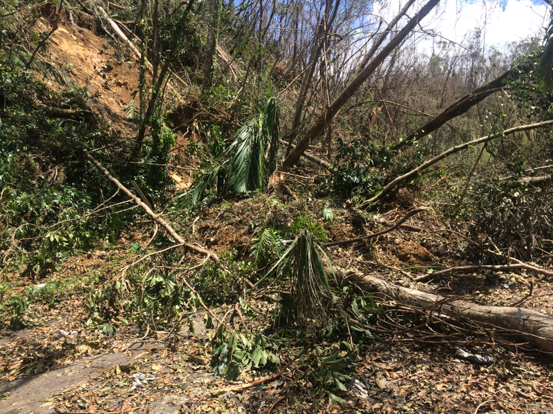 Landslide on route 186 in El Yunque National Forest. Image: Omar Gutiérrez del Arroyo Santiago
